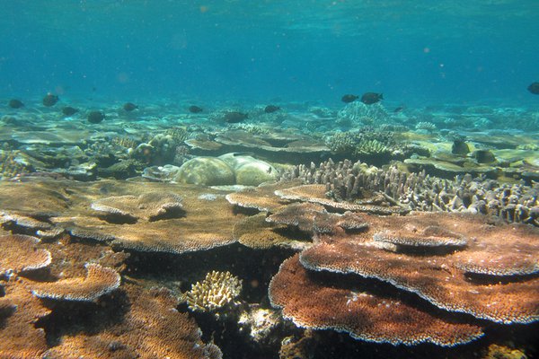 Life at Lizard: Waging war on the Crown-of-Thorns starfish