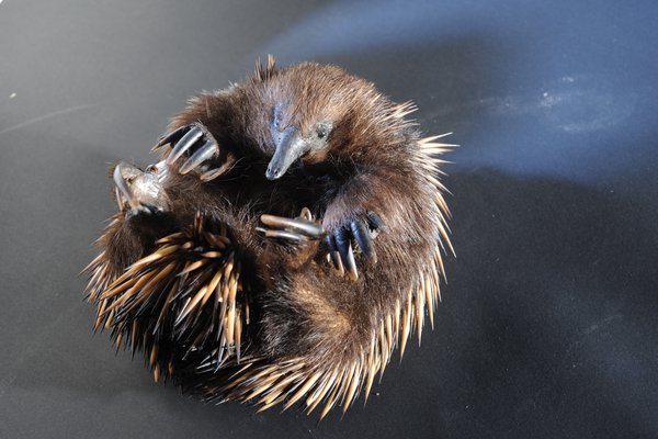 Short-beaked echidna