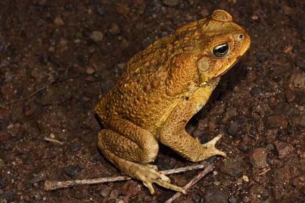 Rhinella marina, Border Ranges NP